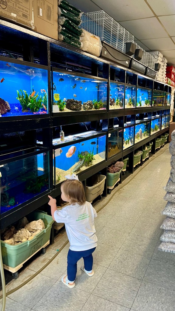 Fish tanks on display at Franklin Aquarium Pet Shop with a child pointing toward one of the tanks.